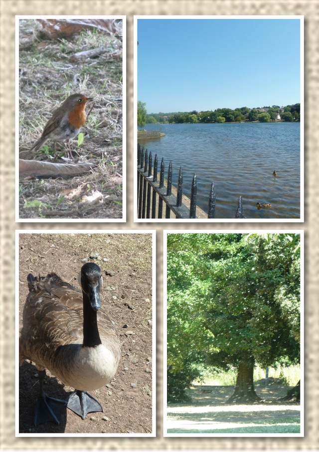 The lake and wildlife